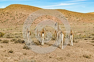 Group of Guanacos at Patagonia Landscape, Argentina