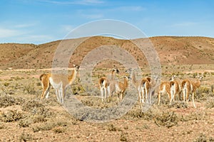 Group of Guanacos at Patagonia Landscape, Argentina