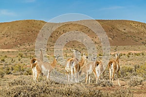 Group of Guanacos at Patagonia Landscape, Argentina