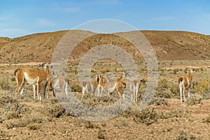 Group of Guanacos at Patagonia Landscape, Argentina