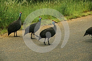 Group of Guinea Fowls