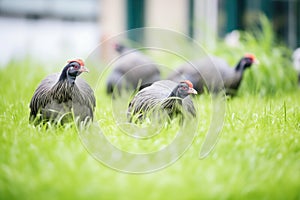 group of guinea fowls pecking on grass