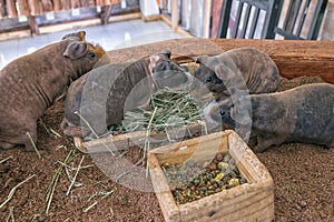 Group of guinea pig called Skinny pig eating grass