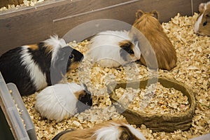 Group of guinea pigs in eating spot