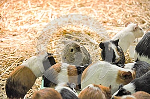 Group of guinea pigs feeding