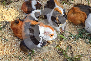 A Group of Guinea Pigs Gather to Forage and Feed