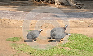 Group of Guineafowl or Guineahen in farm