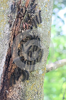 Group of Gypsy Moth Caterpillars in Maple Tree in July 2021 Ontario Canada