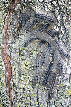 Group of Gypsy Moth Caterpillars in Maple Tree in July 2021 Ontario Canada