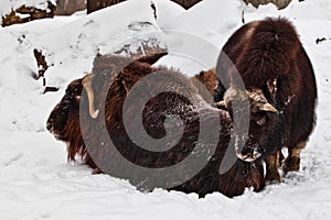 A group of hairy musk oxen lies in the snow