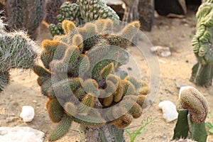 Group of hairy spiny old man cactus.