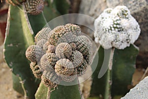 Group of hairy spiny old man cactus.