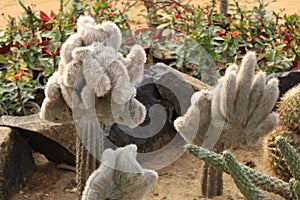 Group of hairy spiny old man cactus.