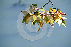 Group of half-lighted plane-tree leaves in autumn with light blue gray background