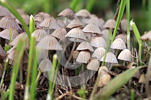 A group of hallucinogenic mushrooms