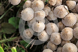 A group of hallucinogenic mushrooms photo