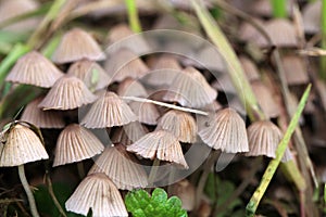 A group of hallucinogenic mushrooms photo