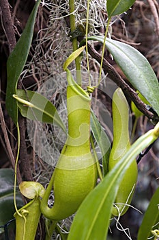 Group of hanging pods of a pitcher plant