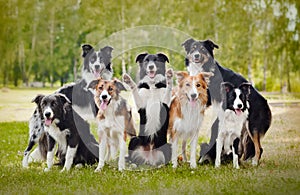 Group of happy dogs photo