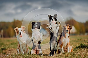 Group of happy dogs border collies on the grass in summer
