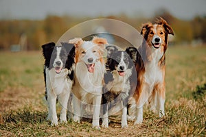 Group of happy dogs border collies on the grass in summer