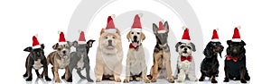 Group of happy dogs wearing santa claus hats for christmas
