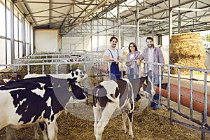 Group of happy farm workers standing in barn on livestock farm with healthy calves in foreground