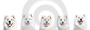 Group of happy smiling Samoyed head on white background