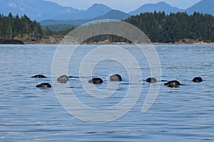 Group of harbor seals near Quadra Island