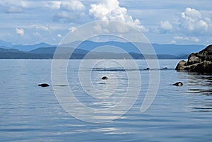 Group of harbor seals near Quadra Island