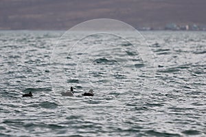 Group of Harlequin ducks Histrionicus histrionicus swimming in sea on the blurred autumn colored coast background. Flock of wild