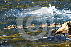 Group of Harlequin Ducks Yellowstone