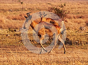 Group of hartebeest grazing in Kafue National park