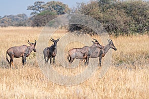 group of Hartebeests in the savanna of Moremi game reserve in Africa in Botswana