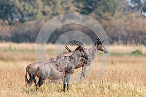 group of Hartebeests in the savanna of Moremi game reserve in Africa in Botswana