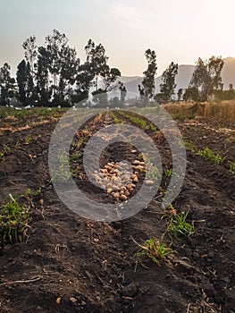 Group of harvested potatoes in the middle of field, trees background and clear sky