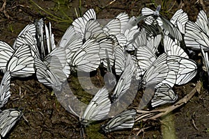 A group of hawthorn butterflies sitting on the ground