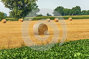 Group of Hay Bales in a Summer Sunny Day - Padan Plain Italy