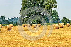 Group of Hay Bales on a Sunny Summer Day - Padan Plain Italy