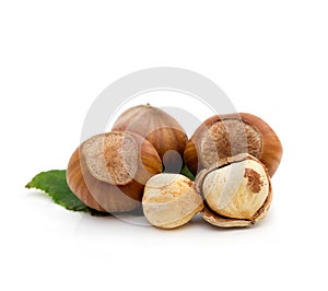 Group of hazelnut