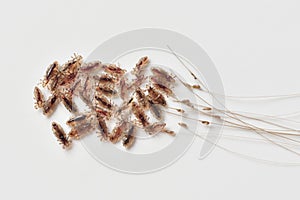 Group of head lice and their nits eggs on a white background