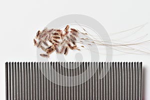 Group of head lice and their nits eggs on a white background with comb