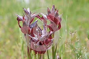 Group of Heart-flowered Tongue Orchids, Serapias cordigera