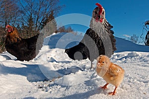 A group of the Hedemora breed from Sweden in snow, with a day old chicken