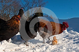 A group of the Hedemora breed from Sweden in snow, with a day old chicken