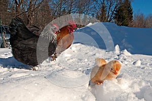 A group of the Hedemora breed from Sweden in snow, with a day old chicken