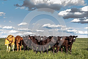 Group of heifers in a pasture and blue sky