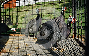 a group of Helmeted guineafowl birds