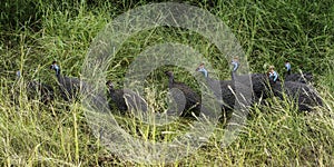 group of helmeted guineahen