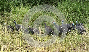 Group of helmeted guineahen